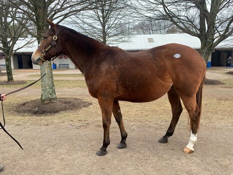 Dynamic Holiday at 2021 Fasig Tipton Winter Mixed Sale (carrying Trikari)