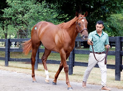 Hip 234, 2024 Fasig-Tipton July Selected Yearlings Sale