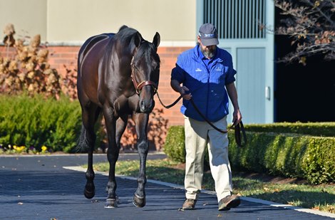 December 3, 2021: Maxfield at Darley<br>
Rick Samuels/The Blood-Horse