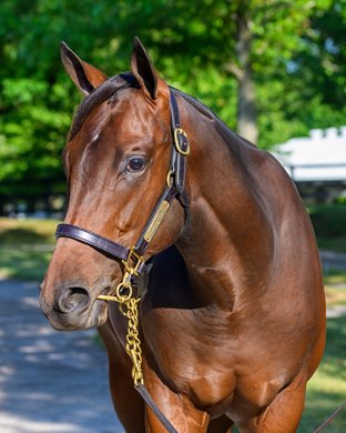 Hip 22 colt by Charlatan out of Criminal Mischief at Gainesway, agent Fasig-Tipton HORA and The July sale for racing age and yearlings at Fasig-Tipton in Lexington, Ky.