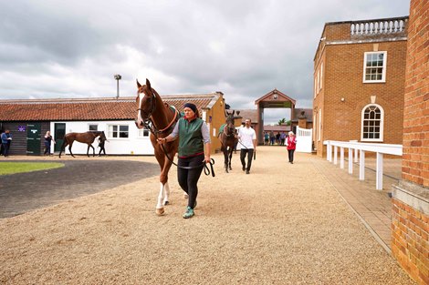 Tattersalls July Sale 11/07/2024