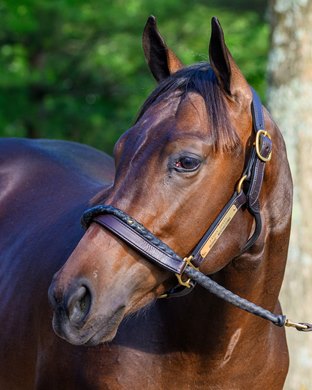 Hip 56 colt by Rushie out of Mochhaccino at Eaton Sales, agent.<br>
Fasig-Tipton HORA and The July sale for racing age and yearlings at Fasig-Tipton in Lexington, Ky.