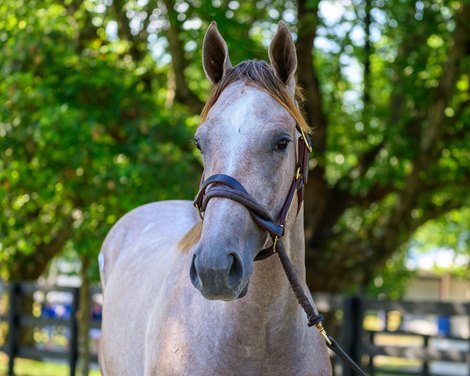 Hip 43 filly by Essential Quality out of Knarsdale at Scott Mallory, agent for Determined Stud Fasig-Tipton HORA and The July sale for racing age and yearlings at Fasig-Tipton in Lexington, Ky.