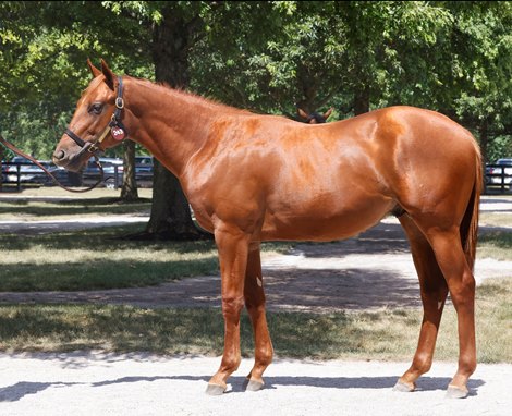 Hip 243, 2024 Fasig-Tipton July Selected Yearlings Sale