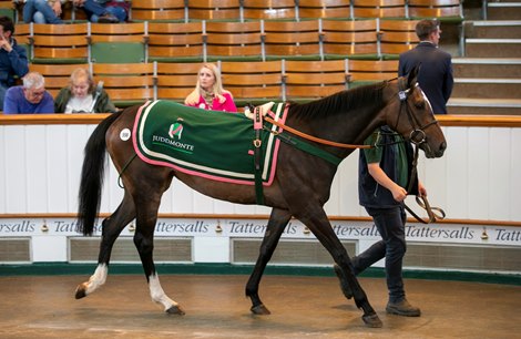 Lot 558 Anacapa (GB) 2021 Br.F.  BY Frankel (GB) EX Ventura (USA)        Juddmonte    Badgers Bloodstock    300,000<br>
Tattersalls July Sale<br>
2024-07-10<br>
10/07/2024