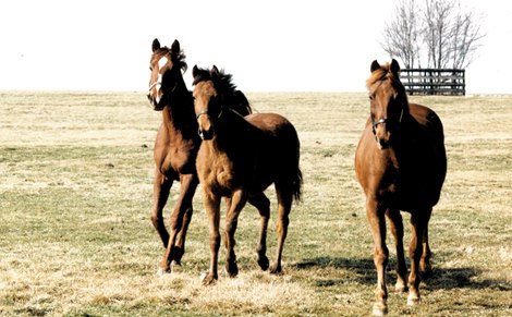 Truth of It All &quot;baby (L-R): 4y gelding Dr. Quincy, 2yo filly Leffy&#39;s Launch, and Truth of It All