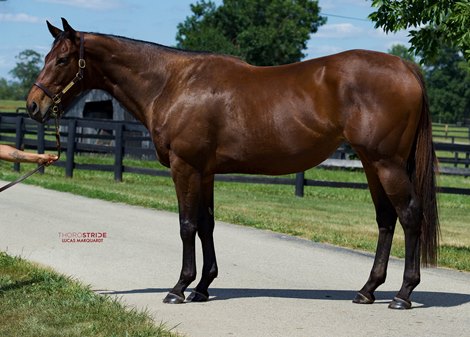 Hazelbrook, Inglis Digital USA July Sale