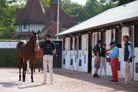 Arqana, Deauville, August 15, 2024, photo: Zuzanna Lupa