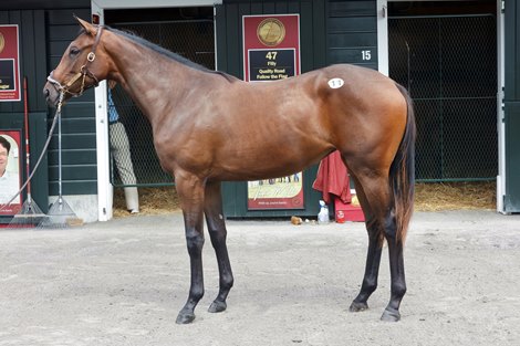 Hip 011, 2024 Fasig-Tipton Saratoga Sale