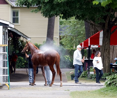 Scenics, 2024 Fasig-Tipton Saratoga New York bred Sale