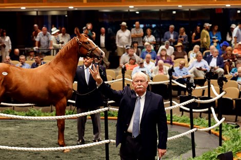 Scenics, 2024 Fasig-Tipton Saratoga New York bred  Sale