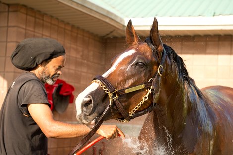 August 14, 2024, Woodbine Racetrack, King&#39;s Plate contender Essex Serpent