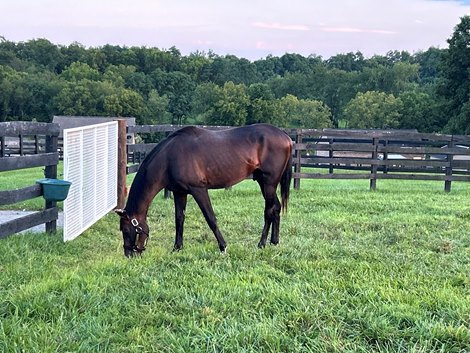 Colonel John at Winstar Farm Aug. 2024