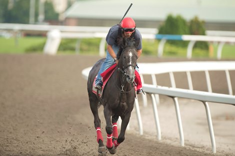 Swift Delivery under exercise rider Harold Fortune gallops at Woodbine Racetrack for trainer Mark Casse, owners Gary Barber, Team Valor International and new partner, 3 time Super Bowl tight end Travis Kelce of the Kansas City Chiefs