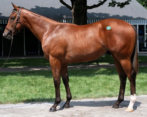 Hip 183, 2024 Fasig-Tipton Saratoga Sale