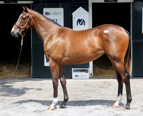 Hip 209, 2024 Fasig-Tipton Saratoga  Sale