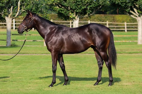 2024 Arqana The August Sale, Lot 105