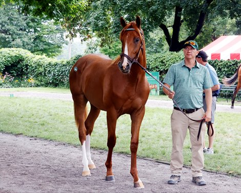 Hip 146, 2024 Fasig-Tipton Saratoga Sale