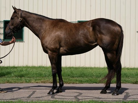 2024 Keeneland August Flash Sale, Hip 2, Ocean Honey