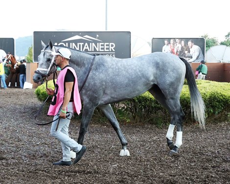 Hit Show wins the 2024 West Virginia Governor's Stakes at Mountaineer