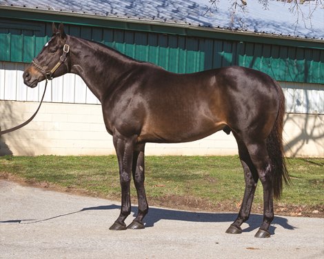 Shancelot at Buck Pond Farm