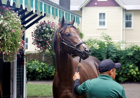 Hip 137, 2024 Fasig-Tipton Saratoga  Sale