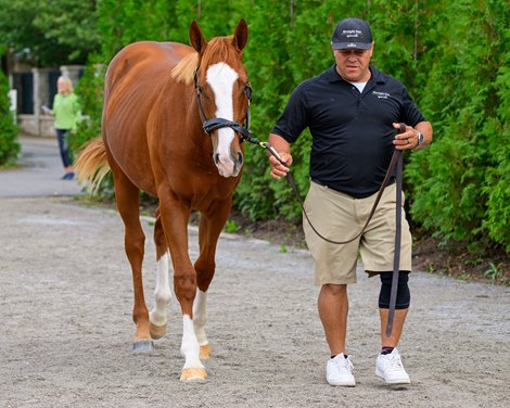 Hip 1723 colt by Tiz the Law out of Nimble Foot (Ire) at Straight Line Equine Sales, agent.<br><br />
Scenes from the Keeneland September sale near Lexington, Ky., on Sept. 12, 2024