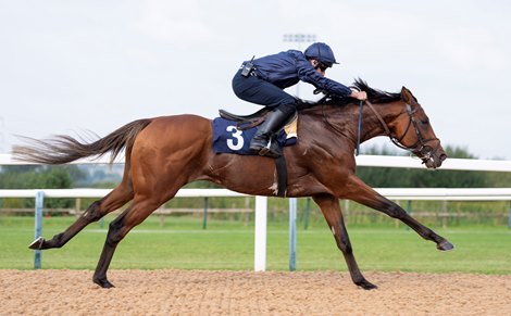 City of Troy (Ryan Moore) wins his 1m gallop against 4 stable companions by 10 lengths Southwell 20.9.24 Pic: Edward Whitaker