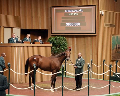 Talkin in the ring at the 2024 Keeneland September Yearling Sale
