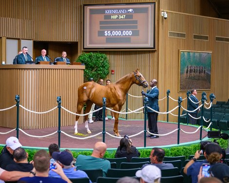 Hip 347 colt by Curlin out of Cavorting  from Indian Creek, agent for Stonestreet Bred and Raised<br>
Scenes from the Keeneland September sale near Lexington, Ky., on Sept. 10, 2024.