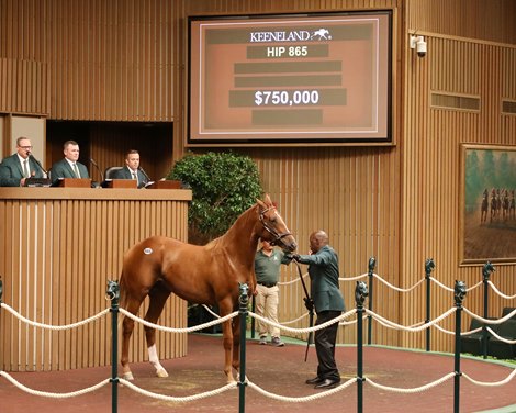 Hip 865, Keeneland September 2024 Sale