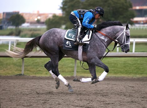 Preakness Stakes (GI) winner Seize the Grey, ridden by exercise rider Miguel Flores, gallops at Parx Racing in Bensalem, PA on September 18, 2024, ahead of this Saturday's $1,000,000 Pennsylvania Derby (GI). Photo by Nikki Sherman/EQUI-PHOTO.