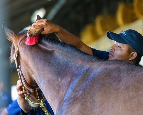 Grooming in the shedrow before a yearling shows.<br>
Scenes from the Keeneland September sale near Lexington, Ky., on Sept. 14, 2024.