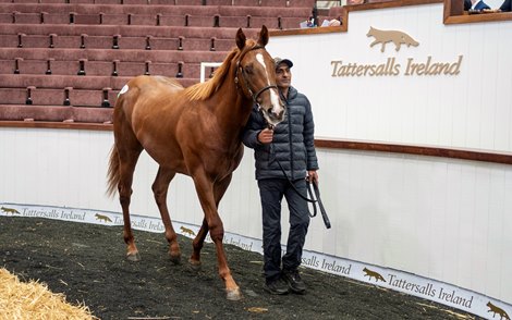 2024 Tattersalls Ireland September Yearling Sale Part II, Lot 708