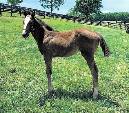 2024 filly; Justify - Sorrentina Lemon