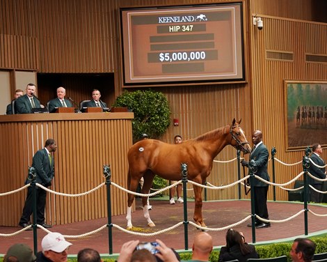 Hip 347, 2024 Keeneland September Sale