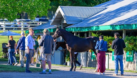 Prospective buyers looking at yearlings at Lane's End. <br>
Scenes from the Keeneland September sale near Lexington, Ky., on Sept. 7, 2024.