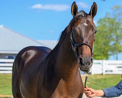 Hip 699 colt by Justify out of Apt at Denali Stud, agent<br>
at the Keeneland September sale near Lexington, Ky., on Sept. 7, 2024.