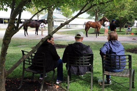 Scenics, 2024 Keeneland September Sale