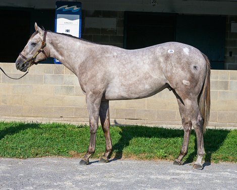 Hip 23 colt by Essential Quality out of Double Jackpot at Bluewater Sales, agent<br>
Scenes from the Keeneland September sale near Lexington, Ky., on Sept. 6, 2024.