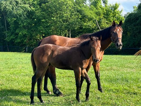 Iroquois Stakes winner Jonathan's Way with his dam, Female Drama