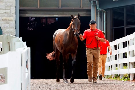 Hip 4228, 2024 Keeneland September Sale