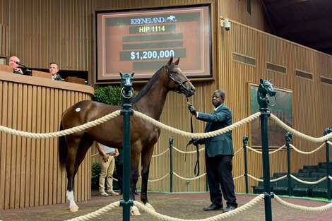 Hip 1114,  2024 Keeneland September Sale