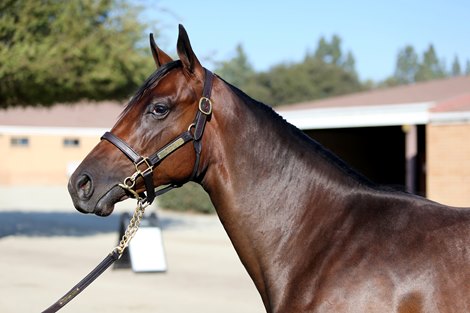 Hip 180, (F. McKinzie-Tap Tap Ur It) sells for $200,000 from the Barton Thoroughbreds Consignment at the Fasig-Tipton 2024 Fall Yearlings Sale, Ponona, CA 9.24.2024