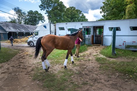 Horses from the Whit Beckman training stable head for a van headed for Kentucky and their new barn assignment  on closing day of the meeting 2024 at the Saratoga Race Course Monday Sept 2, 2024 in Saratoga Springs, N.Y.  Photo  by Skip Dickstein