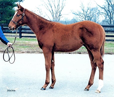 2023 colt; Justify - Undercover Justice in January 2024