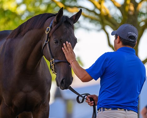 Showman Edras Garcia shows Hip 3153 filly by Cairo Prince out of Athenian Beauty at Denali Stud, agent<br>
Scenes from the Keeneland September sale near Lexington, Ky., on Sept. 18, 2024.