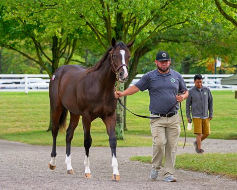 Hip 1232 colt by Tiz the Law out of Keesha at Hunter Valley Farm, agent. <br>
Scenes from the Keeneland September sale near Lexington, Ky., on Sept. 12, 2024.