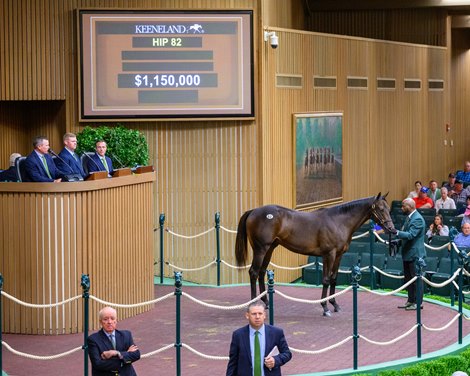 Hip 82 colt by Nyquist out of Impasse at Candy Meadows<br>
at the Keeneland September sale near Lexington, Ky., on Sept. 9, 2024.