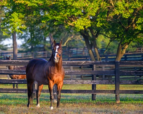 Into Mischief in his paddock at Spendthrift Farm in Lexington, Ky., on Oct. 17, 2024.